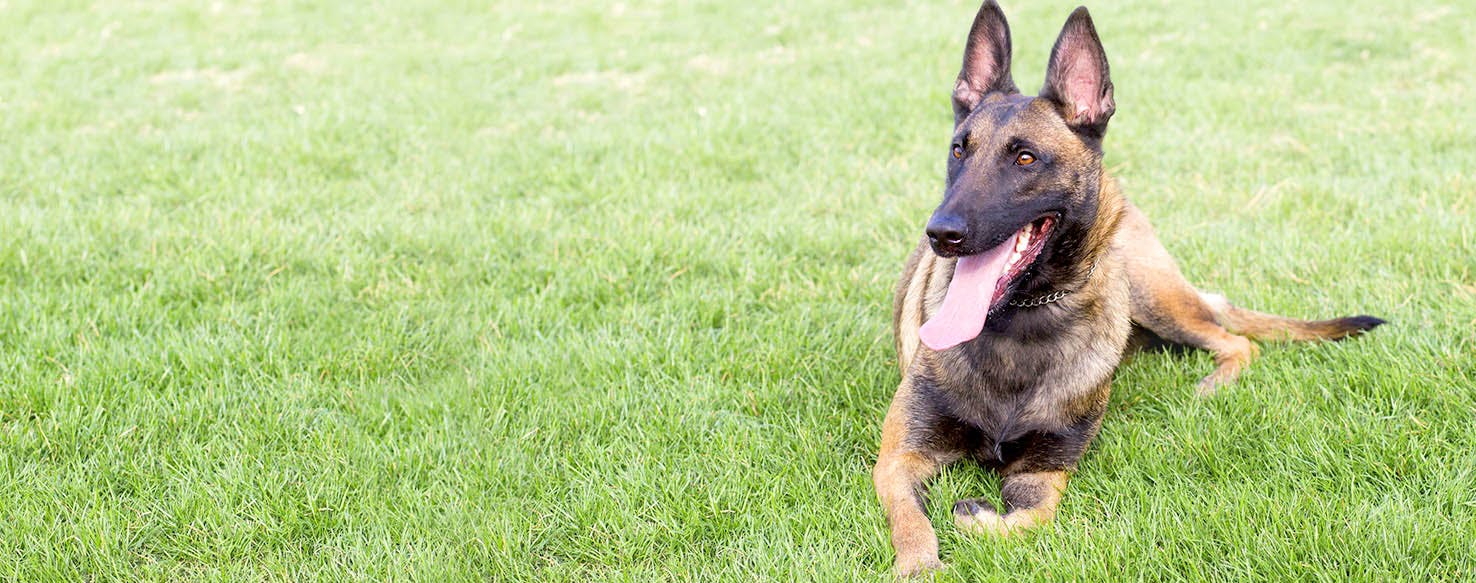 Delaware Dog Names Popular Male and Female Names Wag!